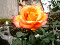 /album/fotos/rosa-jpg1/