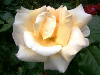 /album/fotos/rosa1-jpg/